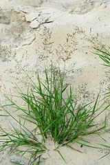 Eragrostis amurensis