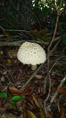 Boletellus ananas image