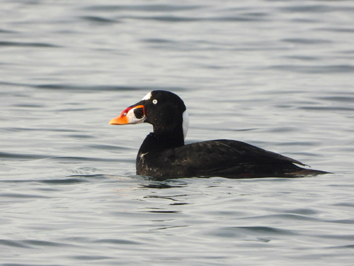 Negrón careto (Melanitta perspicillata)