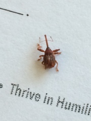 Anthonomus quadrigibbus