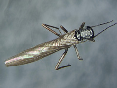 Leuctrinae