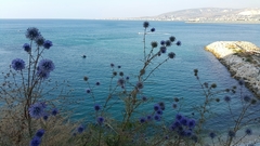 Echinops adenocaulos