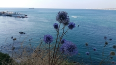 Echinops adenocaulos