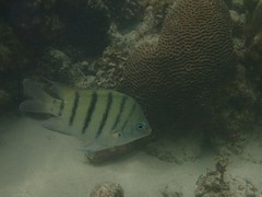 Abudefduf bengalensis