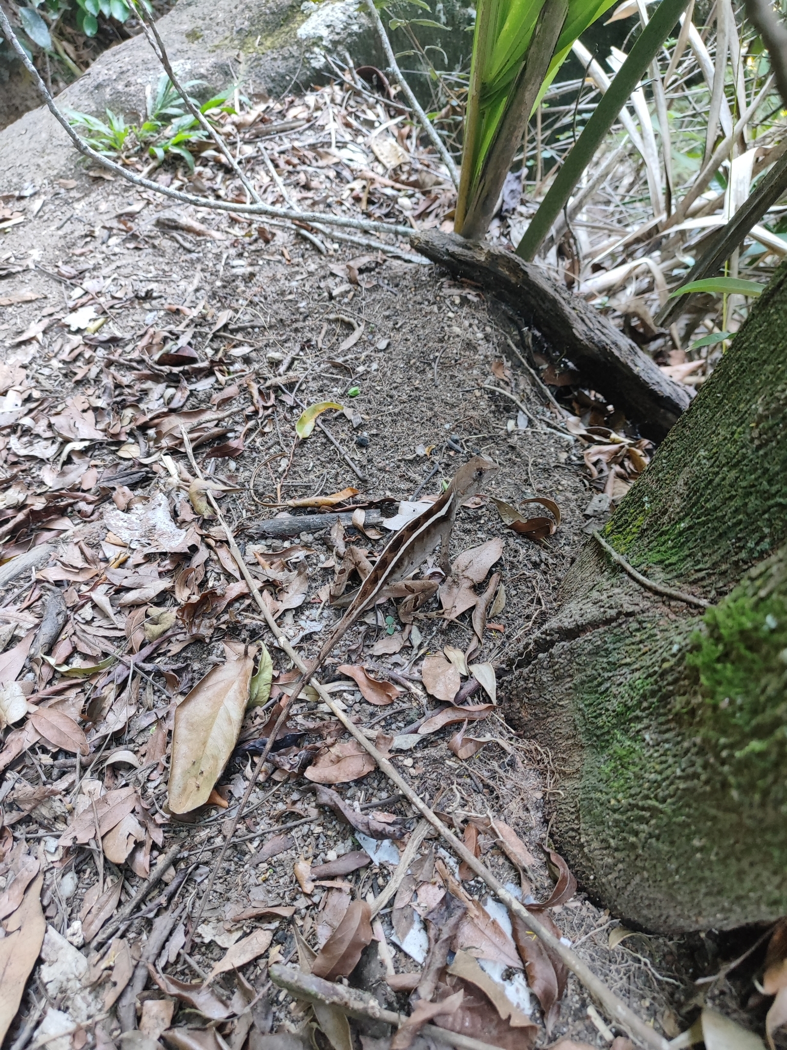 Brazilian Fathead Anole photo 6