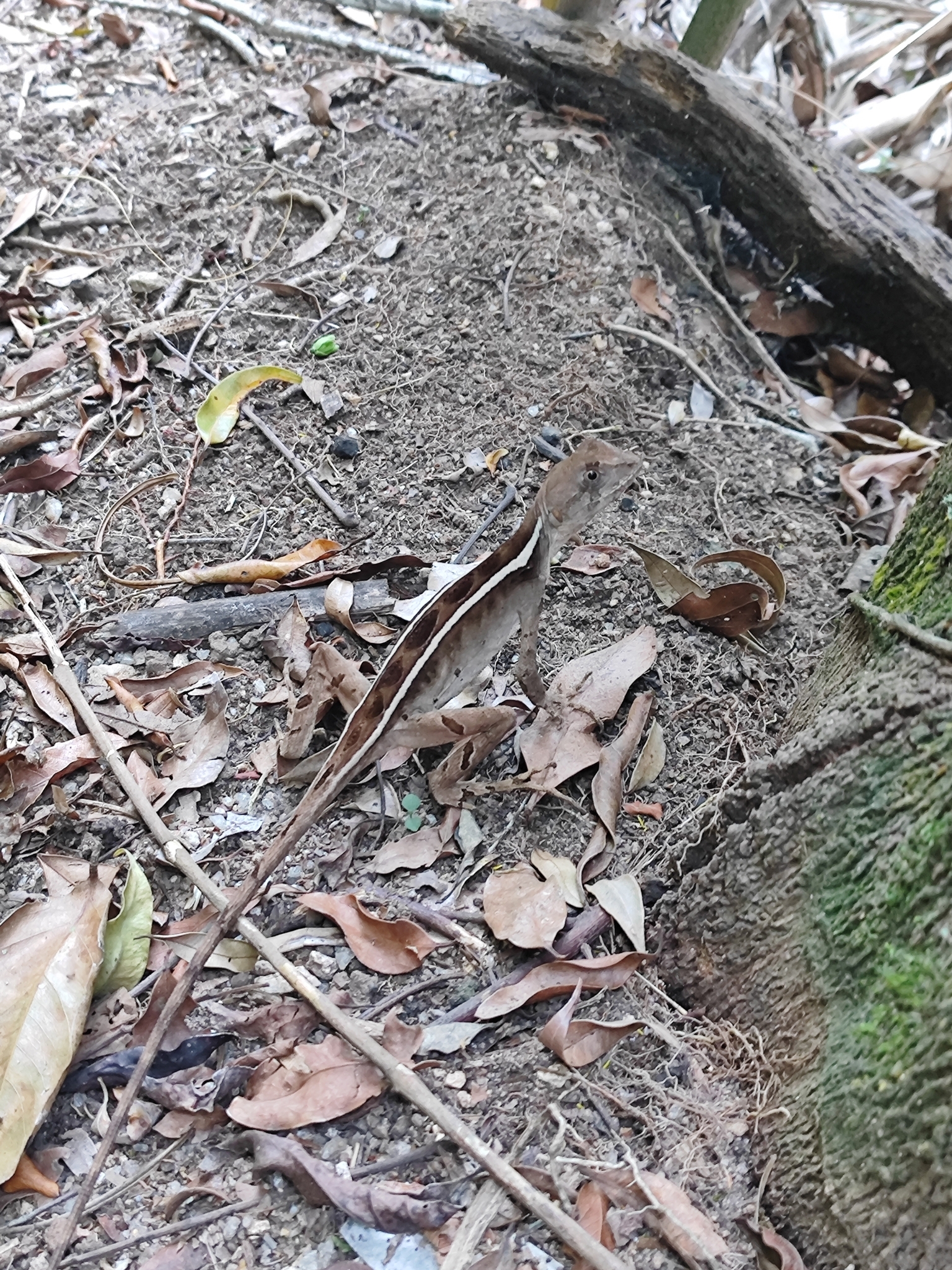 Brazilian Fathead Anole photo 7