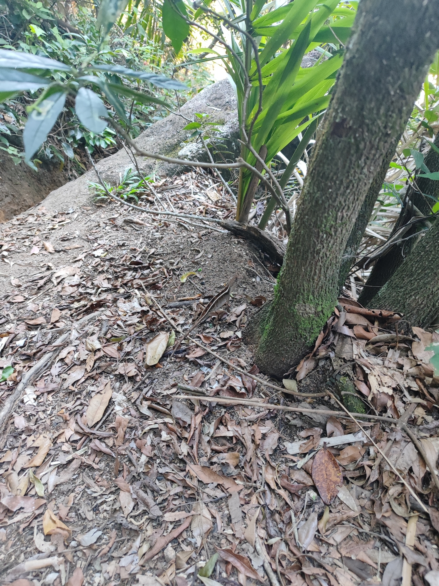 Brazilian Fathead Anole photo 8