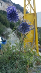 Echinops adenocaulos