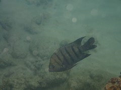 Abudefduf bengalensis