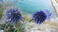 Echinops adenocaulos