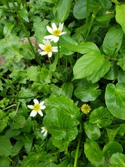 Caltha chionophila