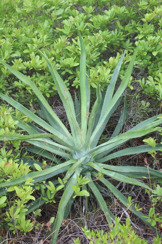 Piteira