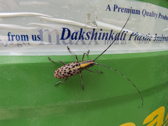 Macrochenus guerinii