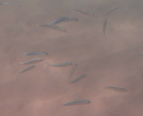 Spratelloides, 2024-10-07