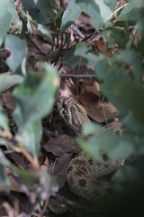 Heterodon nasicus
