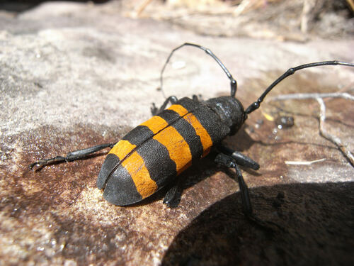 Diastocera trifasciata
