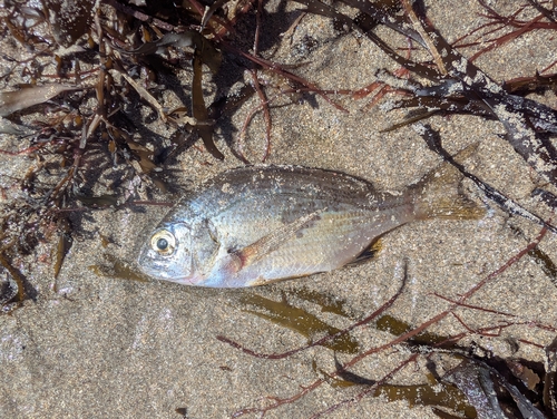Common silver belly (Gerres subfasciatus) — Gerreidae — 2