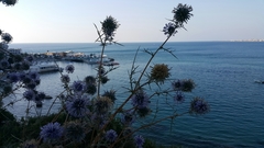 Echinops spinosissimus