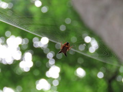 Micrathena duodecimspinosa