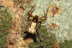 Micrathena duodecimspinosa