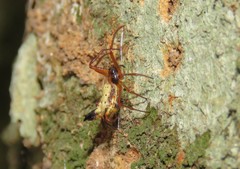 Micrathena duodecimspinosa
