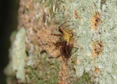 Micrathena duodecimspinosa