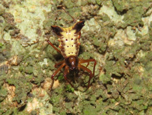 Micrathena duodecimspinosa