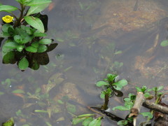 Poecilia salvatoris