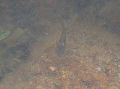Poecilia salvatoris