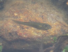 Poecilia salvatoris