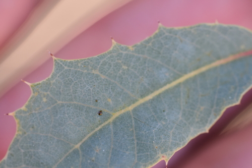 Image of Quercus ajoensis by no rights reserved
