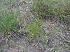 Oenothera serrulata