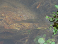 Poecilia salvatoris