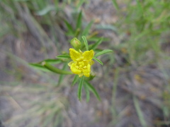 Oenothera serrulata