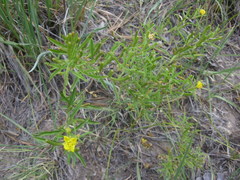 Oenothera serrulata