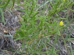 Oenothera serrulata