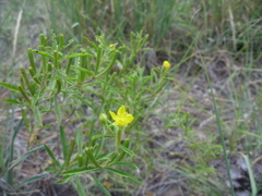 Oenothera serrulata