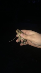 Anaxyrus terrestris