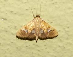 Nosophora semitritalis