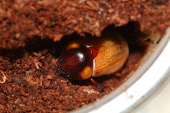 Parastasia indica