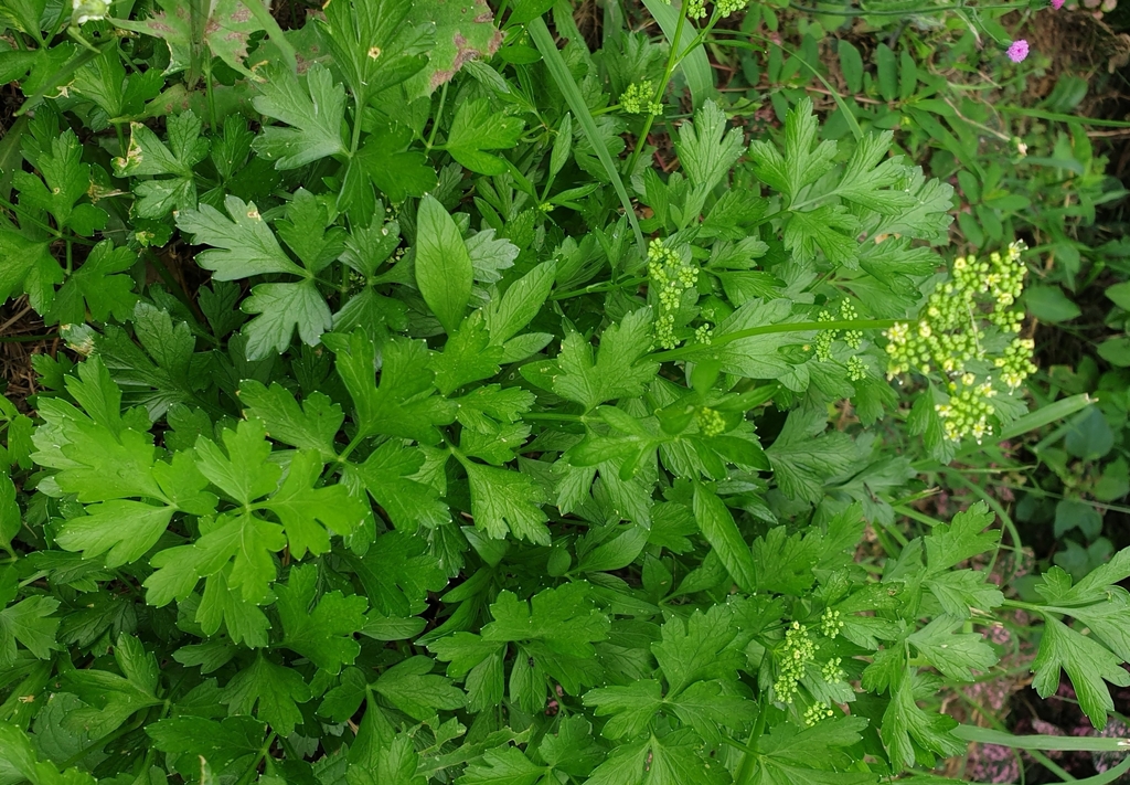 Parsley foliage in a herb planting