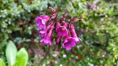 Primula miyabeana