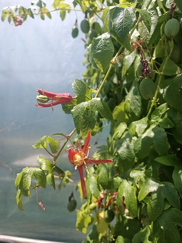 Foto de Maracujá-vermelho