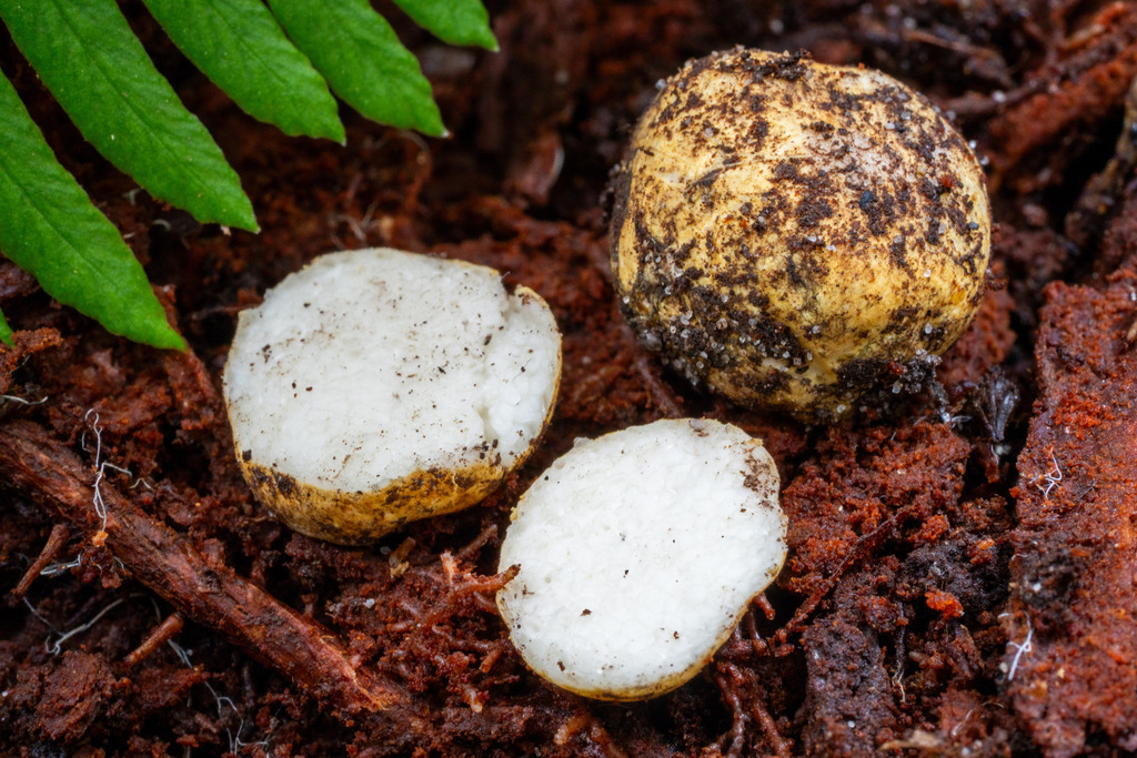 Leucogaster citrinus