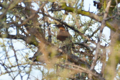 Chaco Earthcreeper (Tarphonomus certhioides), photo 8