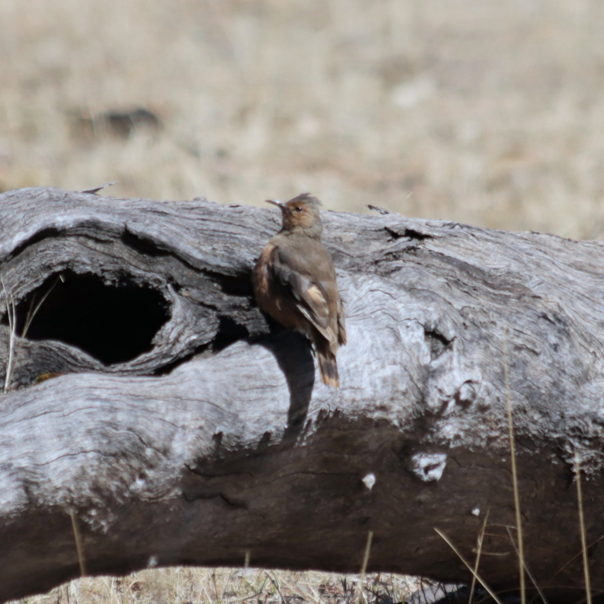 Rufous Treecreeper (Climacteris rufus), photo 4