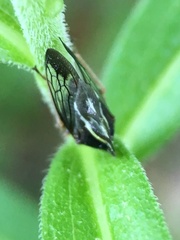 Smilia camelus