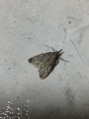 Aglossa pinguinalis