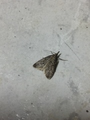 Aglossa pinguinalis