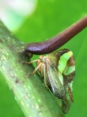 Smilia camelus